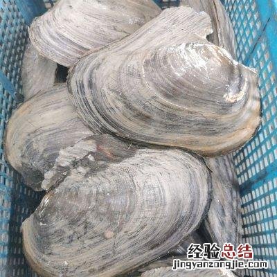 青菜炒蚌肉正宗做法 蚌怎么做好吃又嫩