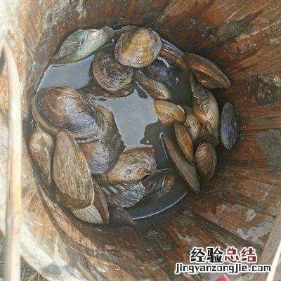 青菜炒蚌肉正宗做法 蚌怎么做好吃又嫩