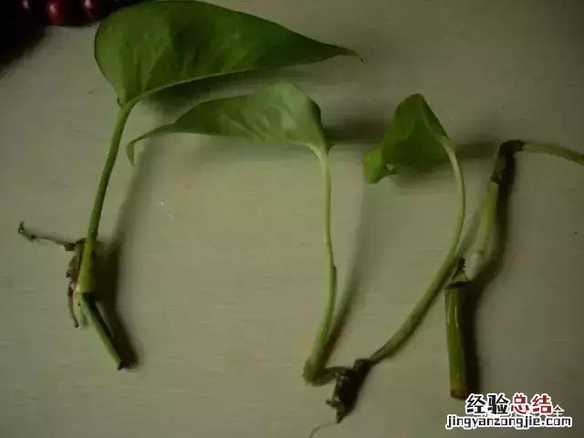 绿萝扦插的正确方法图解 绿萝5种扦插方法