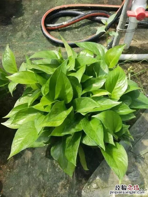 绿萝扦插的正确方法图解 绿萝5种扦插方法