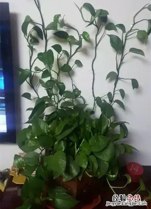 绿萝扦插的正确方法图解 绿萝5种扦插方法