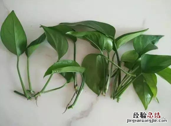 绿萝扦插的正确方法图解 绿萝5种扦插方法