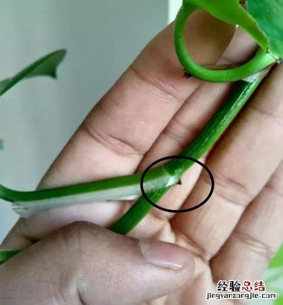 绿萝扦插的正确方法图解 绿萝5种扦插方法