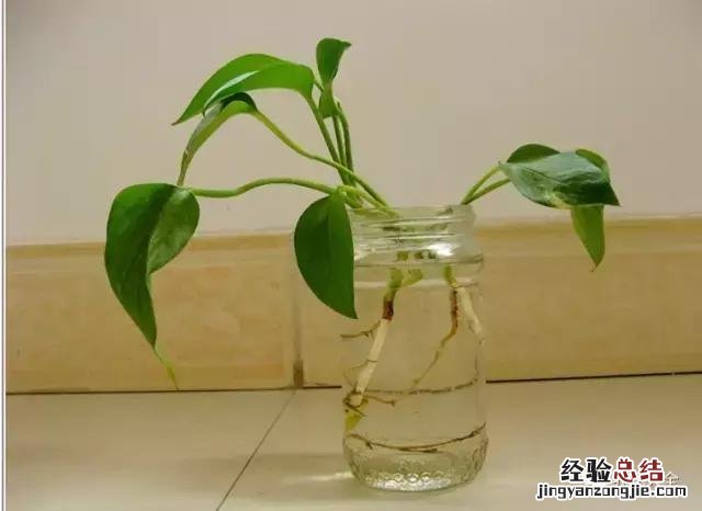 绿萝扦插的正确方法图解 绿萝5种扦插方法