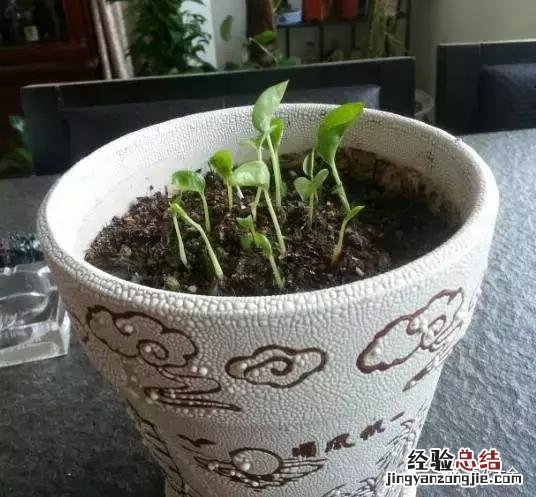 绿萝扦插的正确方法图解 绿萝5种扦插方法