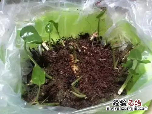 绿萝扦插的正确方法图解 绿萝5种扦插方法