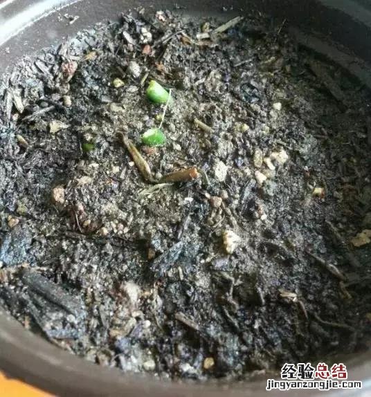 绿萝扦插的正确方法图解 绿萝5种扦插方法