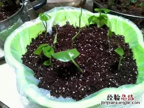 绿萝扦插的正确方法图解 绿萝5种扦插方法