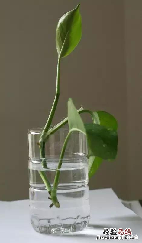 绿萝扦插的正确方法图解 绿萝5种扦插方法