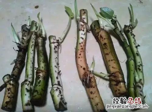 绿萝扦插的正确方法图解 绿萝5种扦插方法