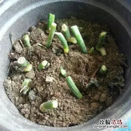 绿萝扦插的正确方法图解 绿萝5种扦插方法