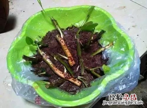 绿萝扦插的正确方法图解 绿萝5种扦插方法