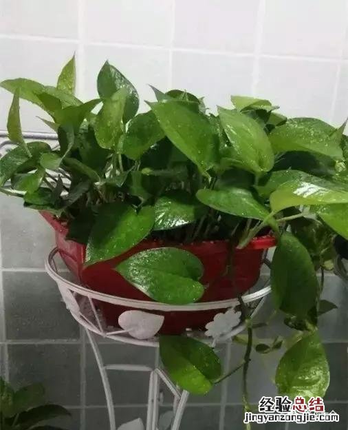 绿萝扦插的正确方法图解 绿萝5种扦插方法