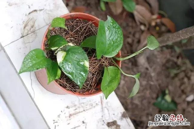 绿萝扦插的正确方法图解 绿萝5种扦插方法