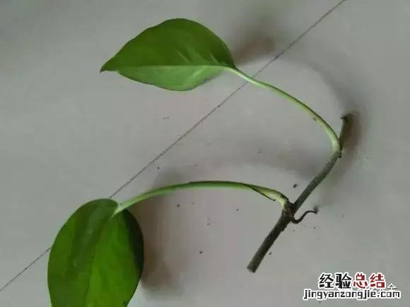 绿萝扦插的正确方法图解 绿萝5种扦插方法