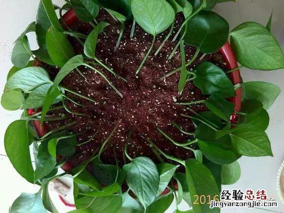 绿萝扦插的正确方法图解 绿萝5种扦插方法