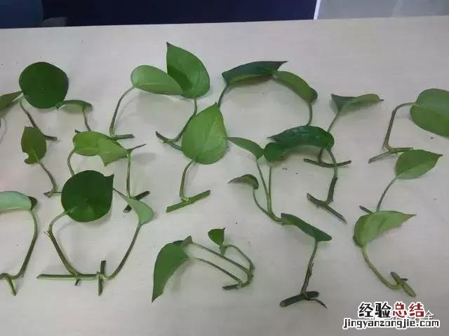 绿萝扦插的正确方法图解 绿萝5种扦插方法