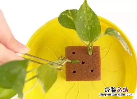 绿萝扦插的正确方法图解 绿萝5种扦插方法