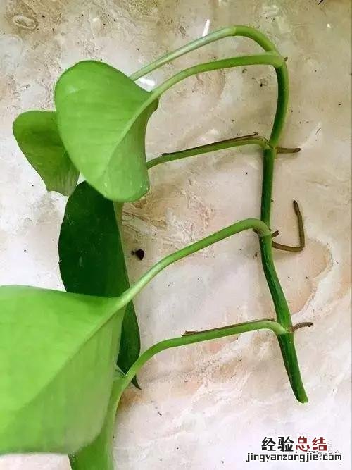 绿萝扦插的正确方法图解 绿萝5种扦插方法