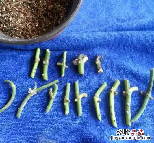 绿萝扦插的正确方法图解 绿萝5种扦插方法