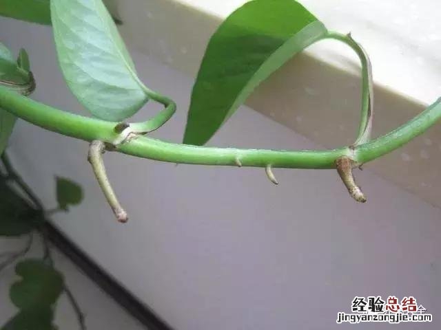 绿萝扦插的正确方法图解 绿萝5种扦插方法