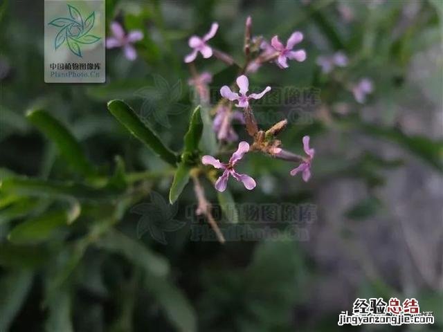 听说真正的荠菜是开紫红色花的 荠菜开花的图片欣赏