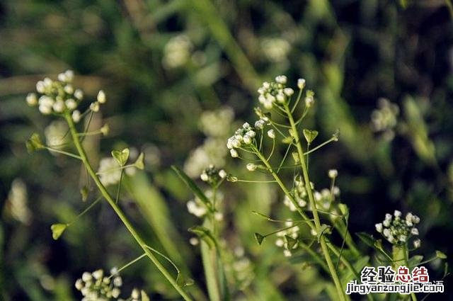 听说真正的荠菜是开紫红色花的 荠菜开花的图片欣赏