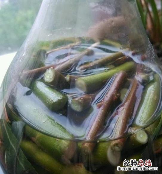 自制“3种酸水” 浇花酸水怎么制作方法