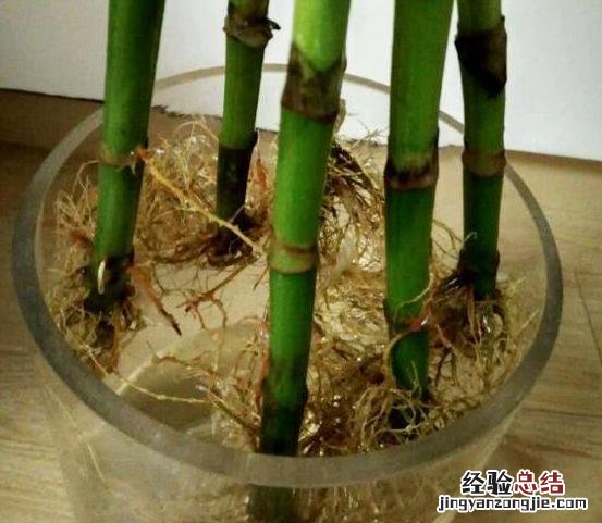 适合室内养的水培植物富贵竹 水培招财竹怎么养才能更旺盛