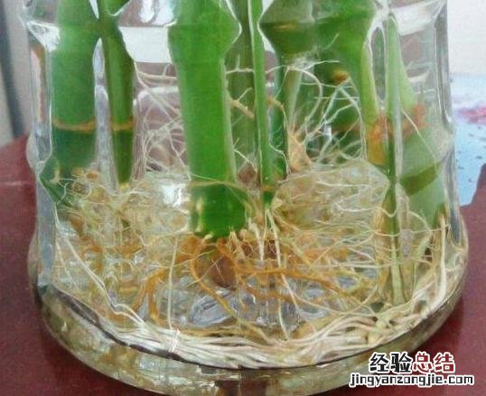 适合室内养的水培植物富贵竹 水培招财竹怎么养才能更旺盛