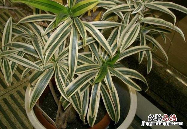 十大可祛除甲醛的植物排名 除甲醛植物排名