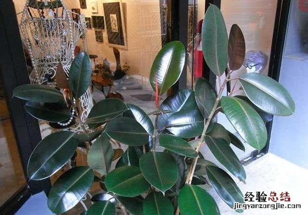 十大可祛除甲醛的植物排名 除甲醛植物排名