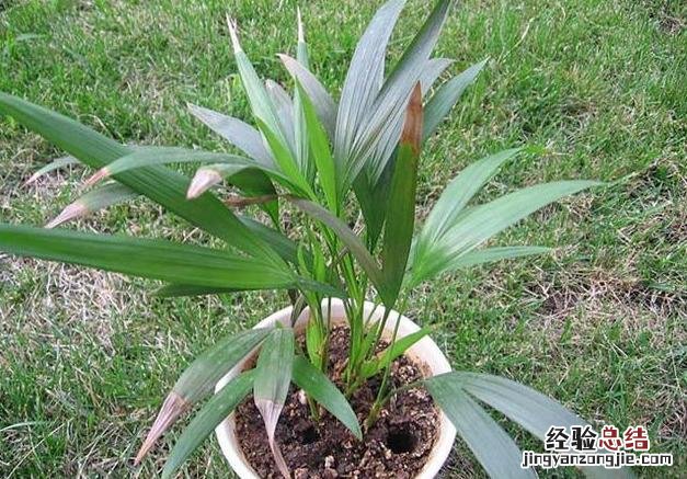 十大可祛除甲醛的植物排名 除甲醛植物排名