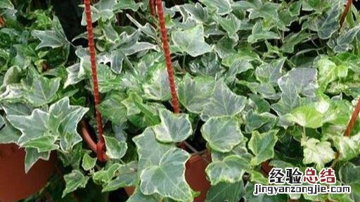 十大可祛除甲醛的植物排名 除甲醛植物排名