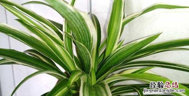 十大可祛除甲醛的植物排名 除甲醛植物排名