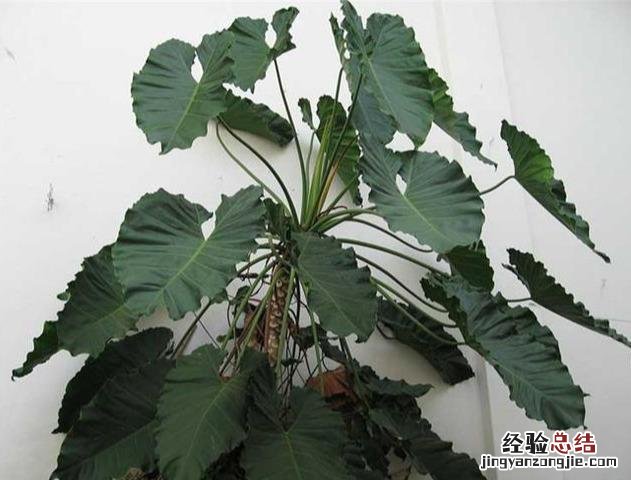 十大可祛除甲醛的植物排名 除甲醛植物排名