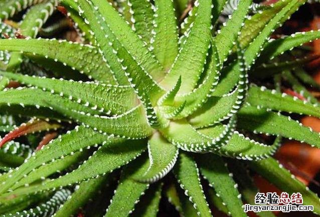 十大可祛除甲醛的植物排名 除甲醛植物排名