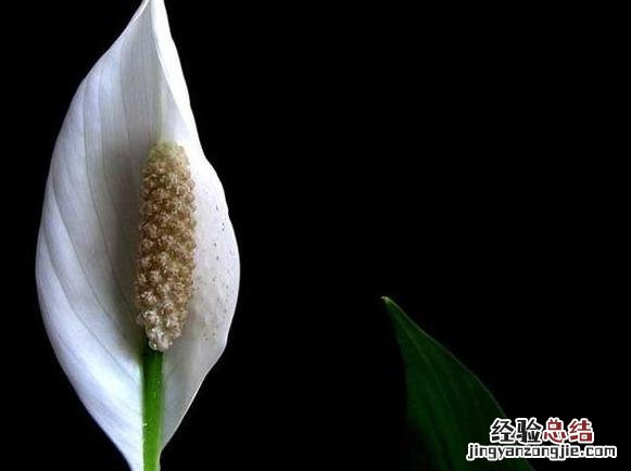 十大可祛除甲醛的植物排名 除甲醛植物排名