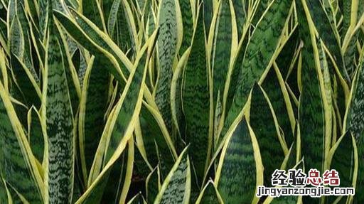 十大可祛除甲醛的植物排名 除甲醛植物排名