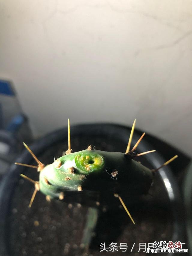 嫁接蟹爪兰的最好时间和技巧 嫁接蟹爪兰的最佳时间