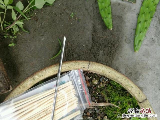 嫁接蟹爪兰的最好时间和技巧 嫁接蟹爪兰的最佳时间