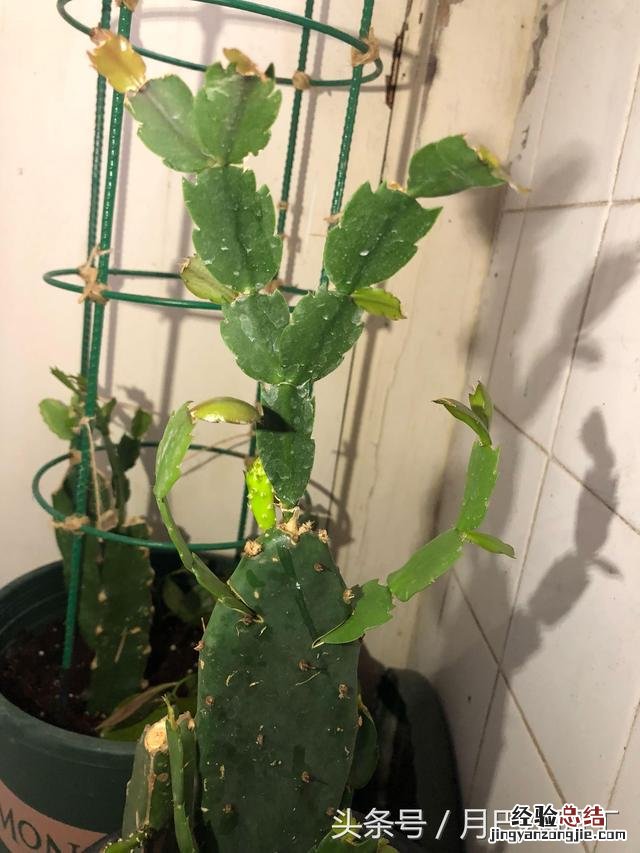 嫁接蟹爪兰的最好时间和技巧 嫁接蟹爪兰的最佳时间