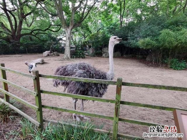 上海动物园最佳游览顺序 上海动物园一日游攻略