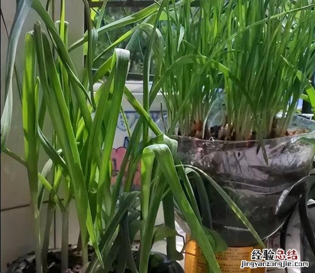 香葱在家种植方法图解 小葱的种植技巧与管理方法