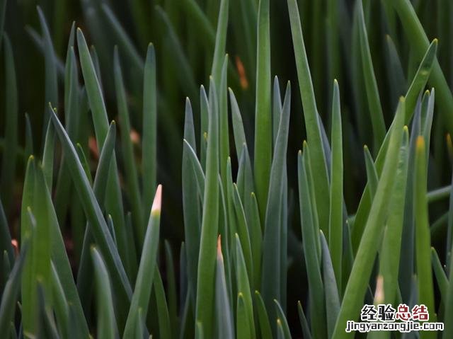 香葱在家种植方法图解 小葱的种植技巧与管理方法
