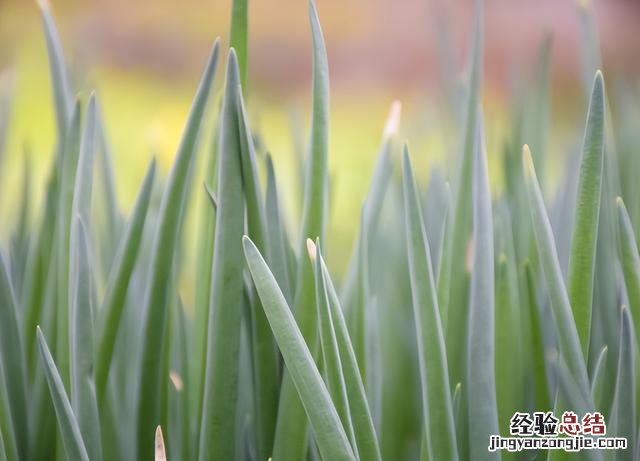 香葱在家种植方法图解 小葱的种植技巧与管理方法