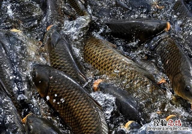 鲤鱼的养殖方法与注意事项 养鲤鱼的方法和技巧