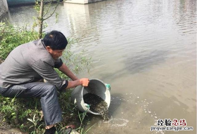 鲤鱼的养殖方法与注意事项 养鲤鱼的方法和技巧