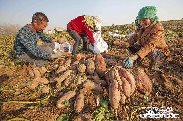掌握3种储存方法 家庭长久储存红薯方法