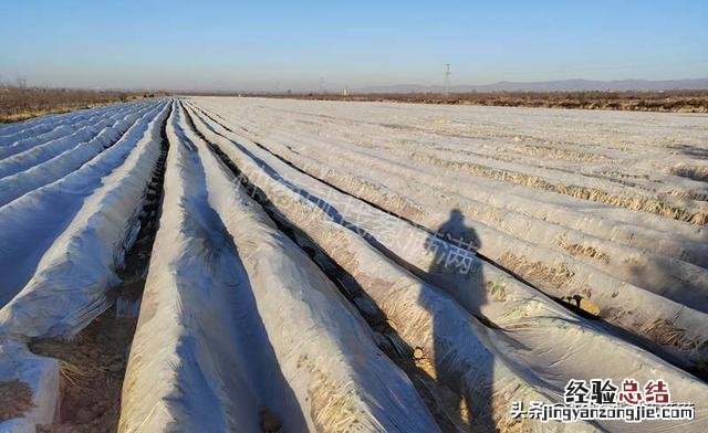 大葱育苗越冬技术要点 冬季怎样储存大葱